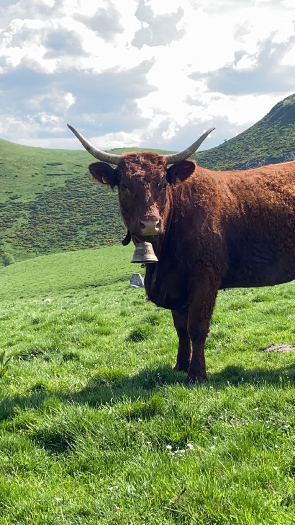 Vache dans une prairie